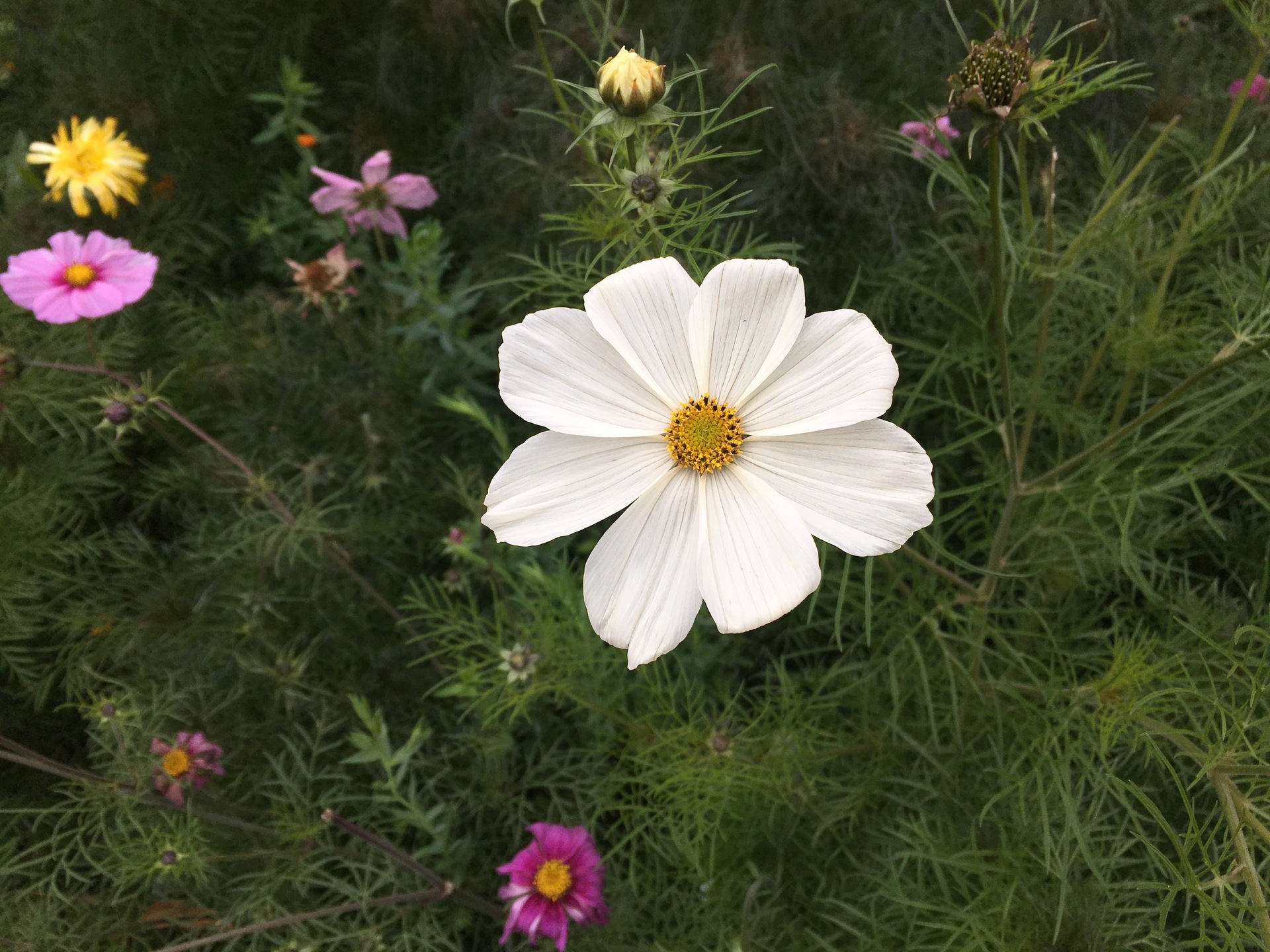 Apple iPhone 6s Plus