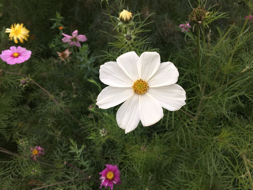 Apple iPhone 6s Plus