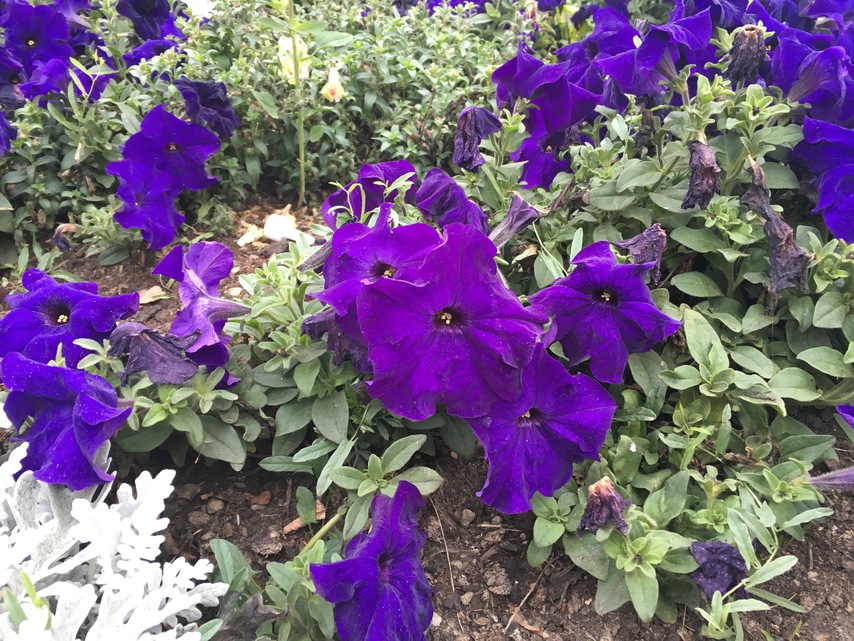 Apple iPhone 6s Plus