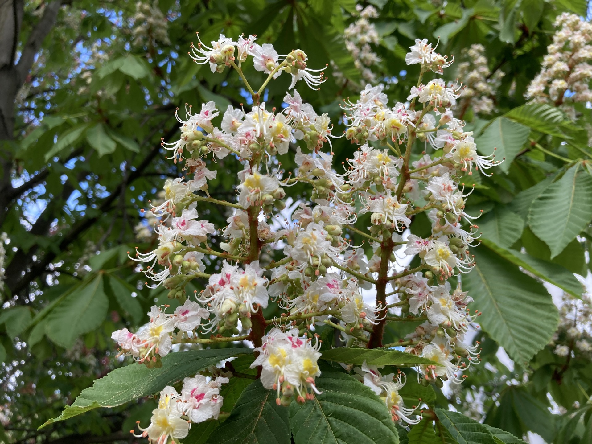 Apple iPhone SE (2020)