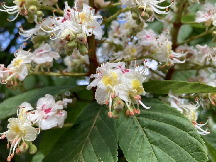 Apple iPhone SE (2020)