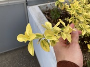 Apple iPhone SE (2020)