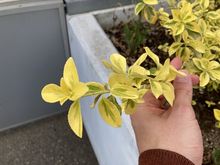 Apple iPhone SE (2020)