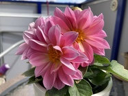 Apple iPhone SE (2020)