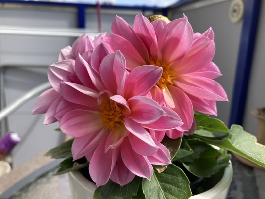 Apple iPhone SE (2020)