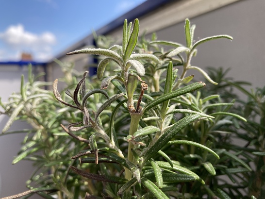 Apple iPhone SE (2020)