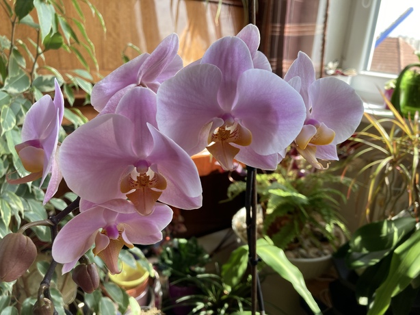 Apple iPhone SE (2020)