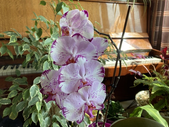 Apple iPhone SE (2020)