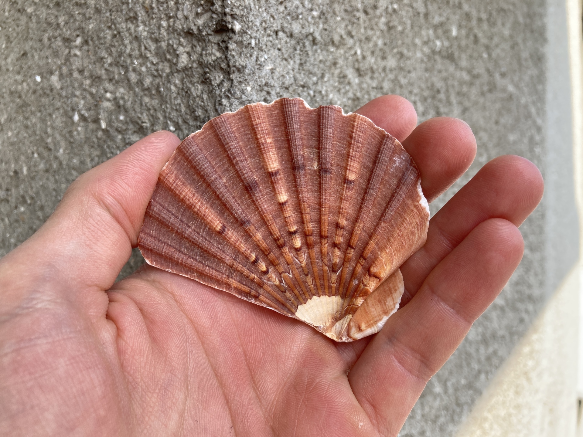 Apple iPhone SE (2020)