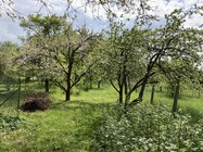 Apple iPhone SE (2020)