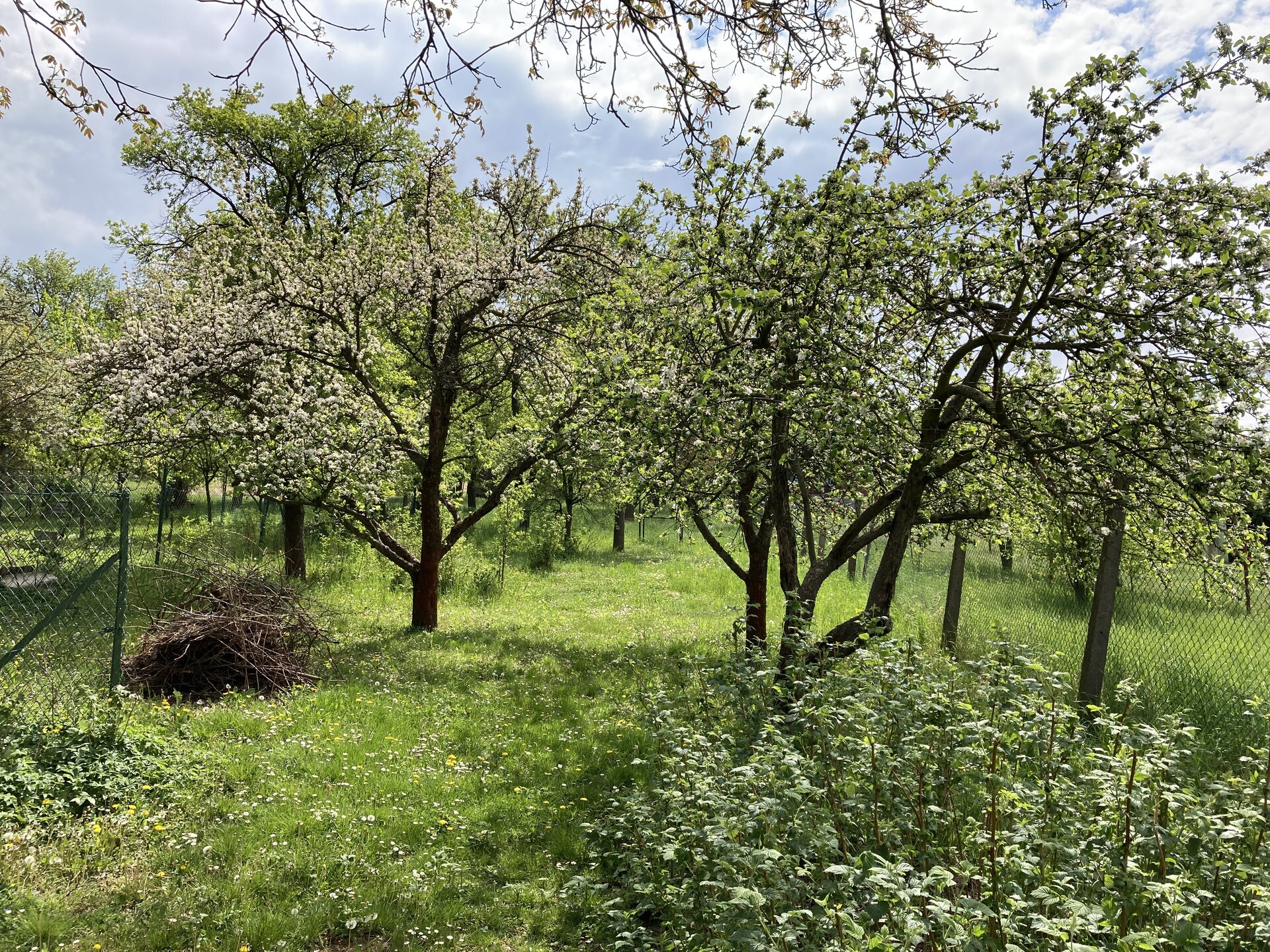 Apple iPhone SE (2020)