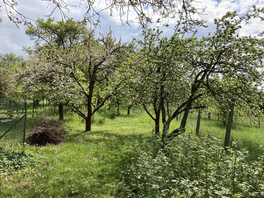 Apple iPhone SE (2020)