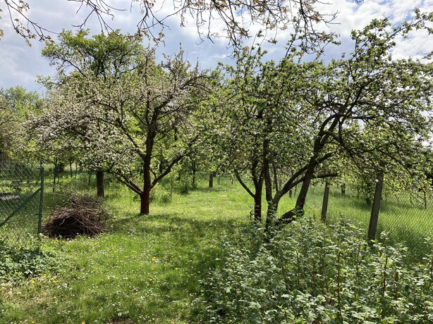 Apple iPhone SE (2020)