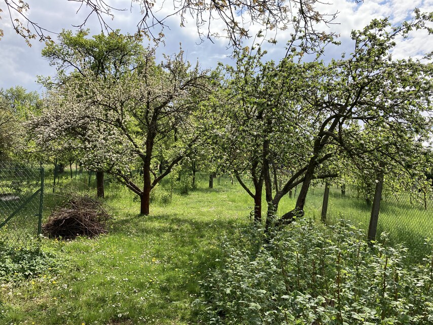 Apple iPhone SE (2020)