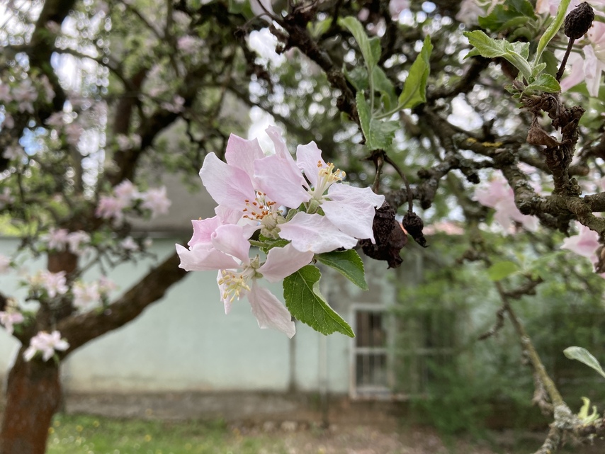 Apple iPhone SE (2020)