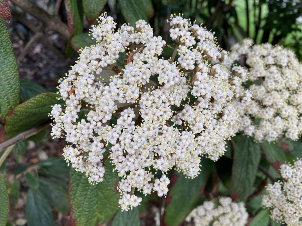 Apple iPhone SE (2020)