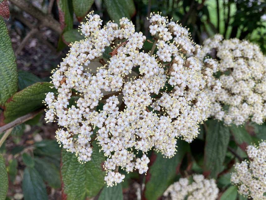 Apple iPhone SE (2020)