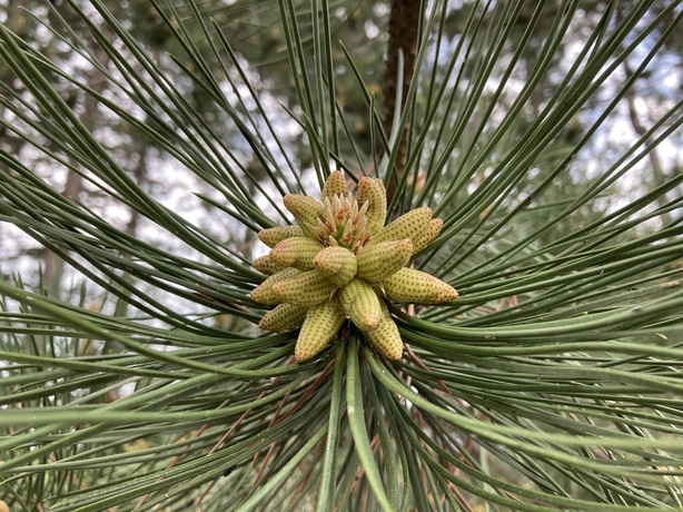 Apple iPhone SE (2020)