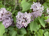 Apple iPhone SE (2020)