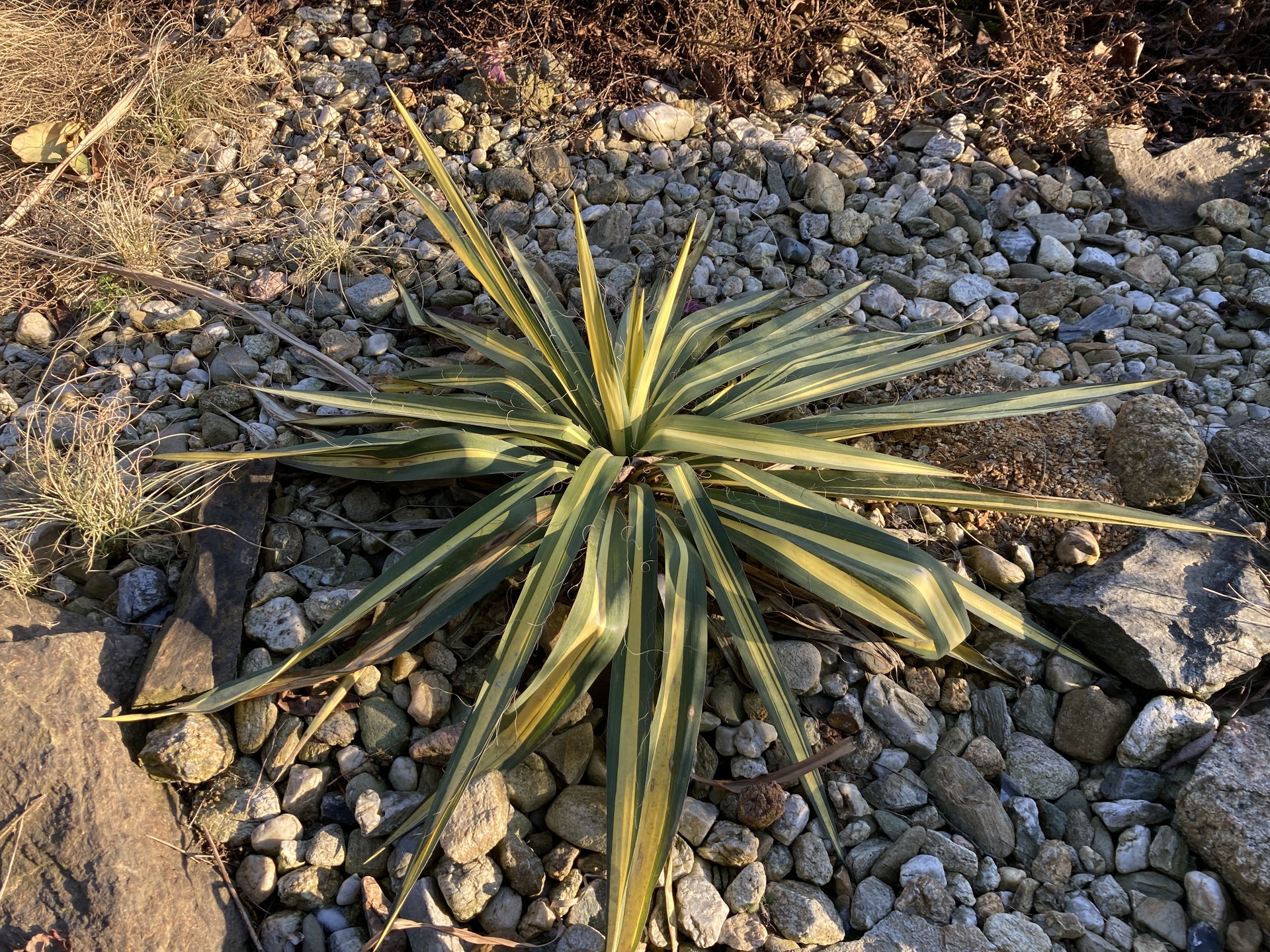 Apple iPhone SE (2020)