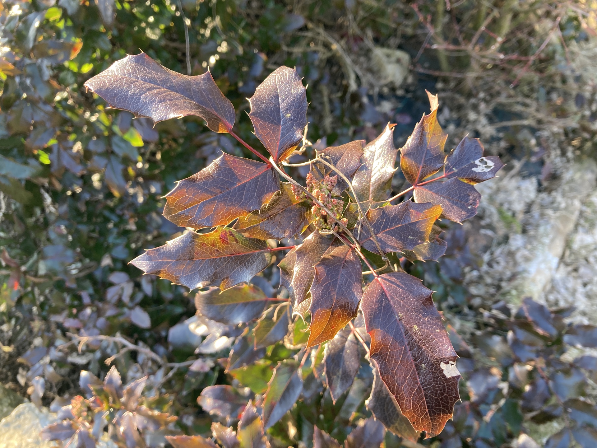 Apple iPhone SE (2020)