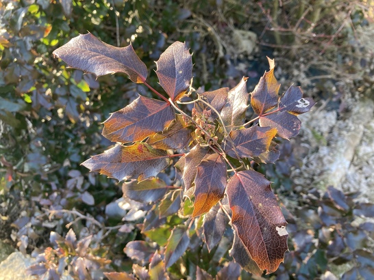 Apple iPhone SE (2020)