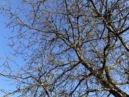 Apple iPhone SE (2020)