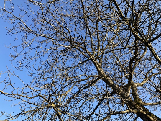 Apple iPhone SE (2020)