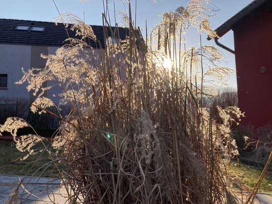 Apple iPhone SE (2020)