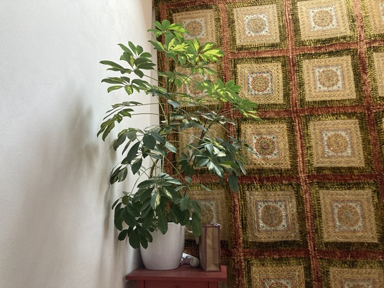 Apple iPhone SE (2020)