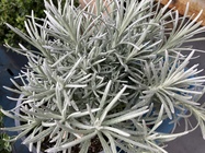 Apple iPhone SE (2022)