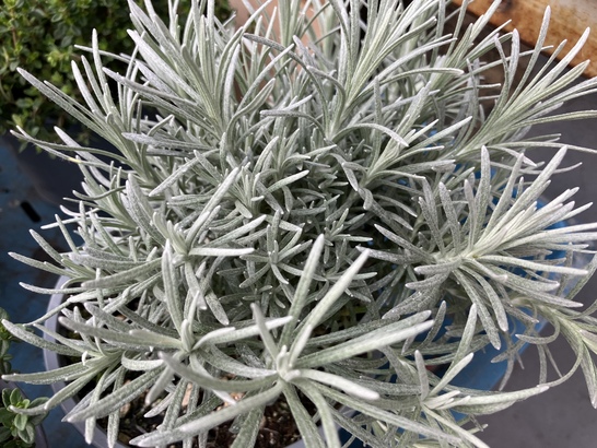 Apple iPhone SE (2022)