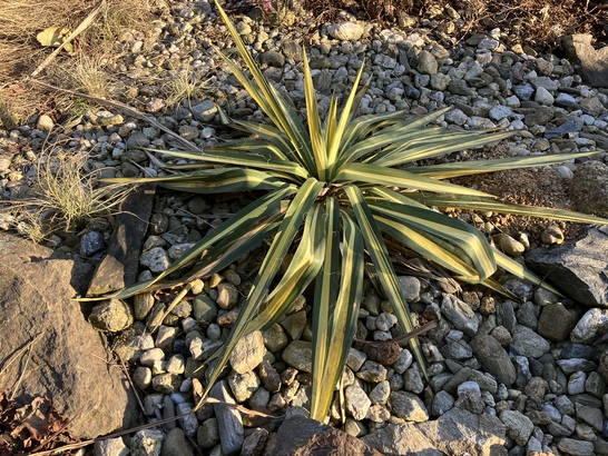 Apple iPhone SE (2022)