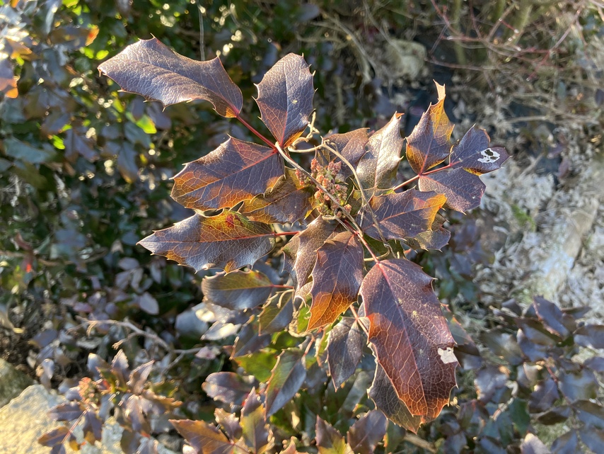 Apple iPhone SE (2022)