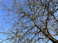 Apple iPhone SE (2022)