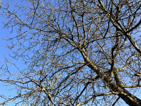 Apple iPhone SE (2022)