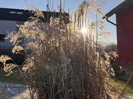 Apple iPhone SE (2022)