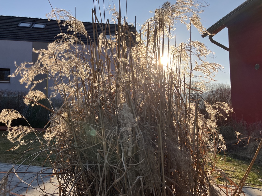 Apple iPhone SE (2022)