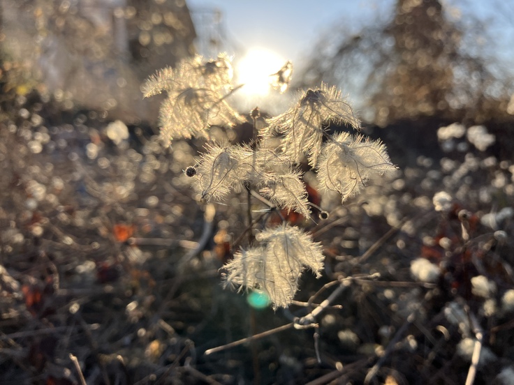 Apple iPhone SE (2022)