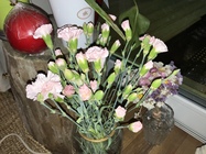 Apple iPhone SE (2022)