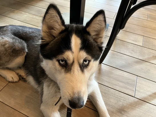 Apple iPhone SE (2022)