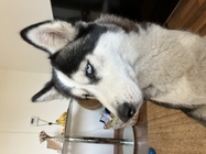 Apple iPhone SE (2022)