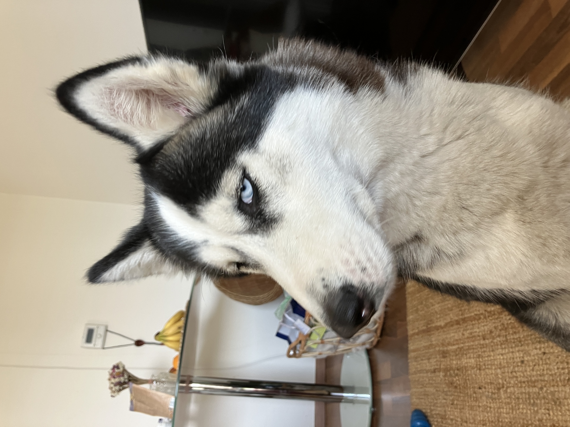 Apple iPhone SE (2022)