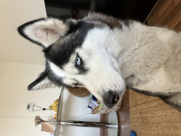 Apple iPhone SE (2022)