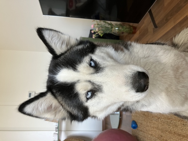 Apple iPhone SE (2022)