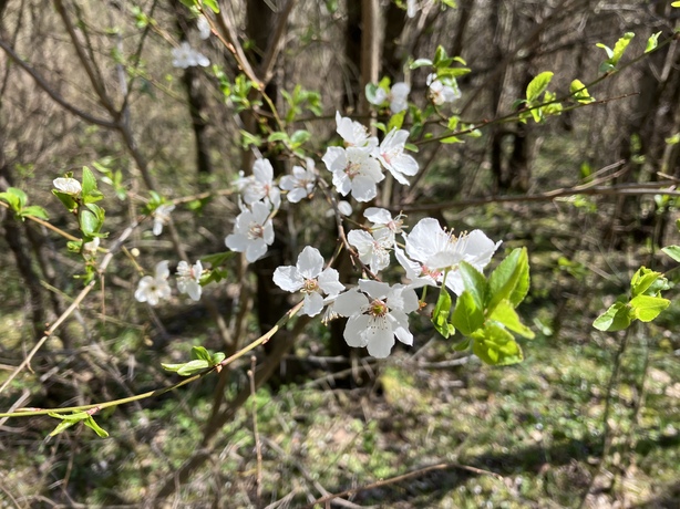 Apple iPhone SE (2022)