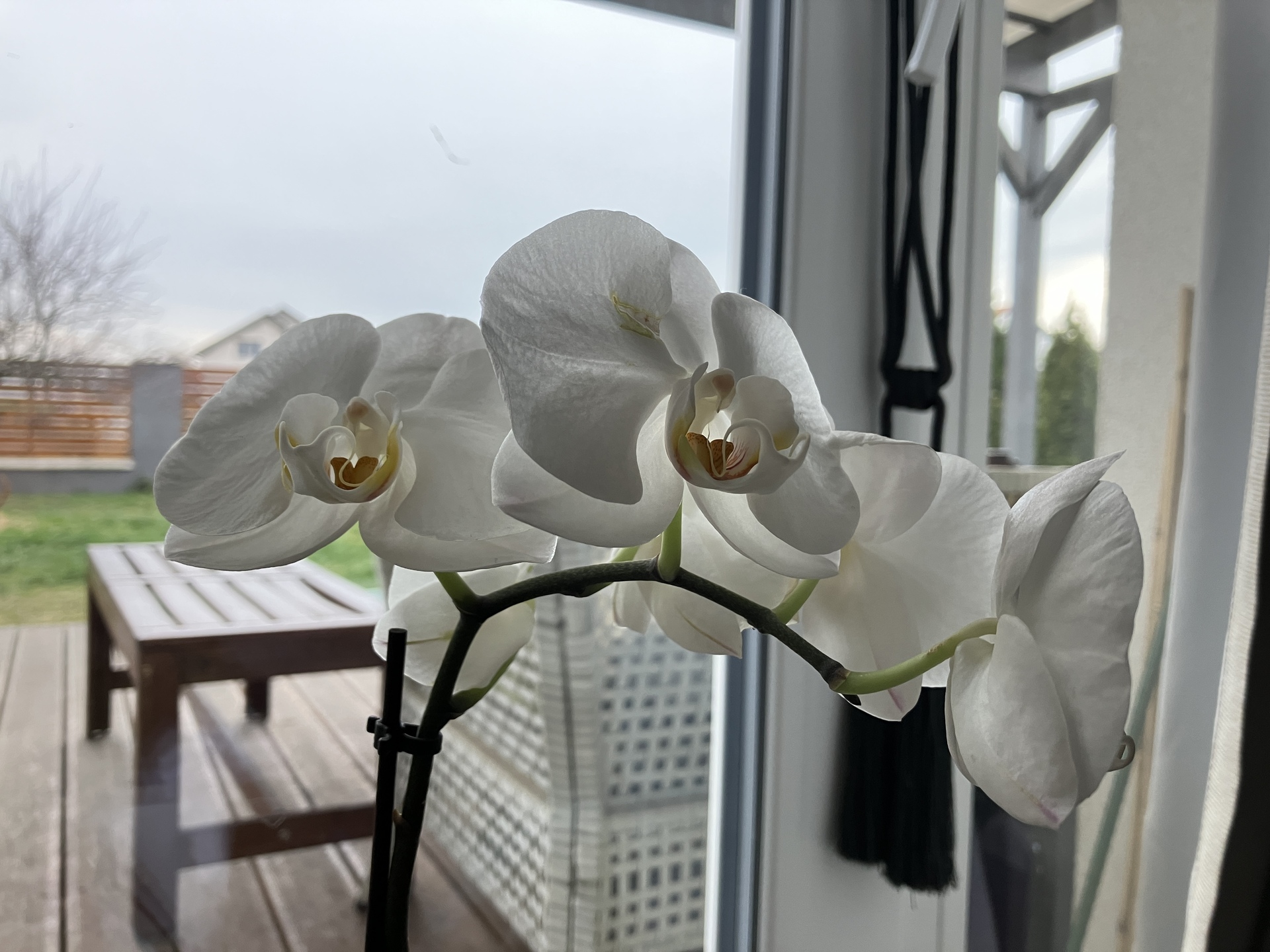 Apple iPhone SE (2022)