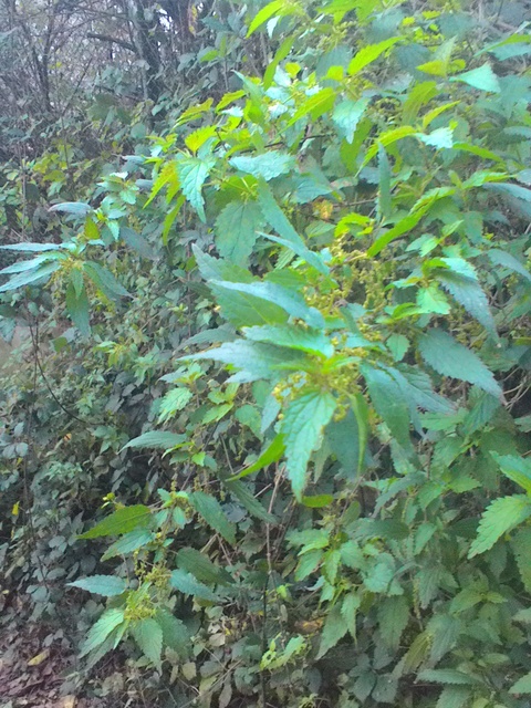 ASUS FonePad 7 FE170CG