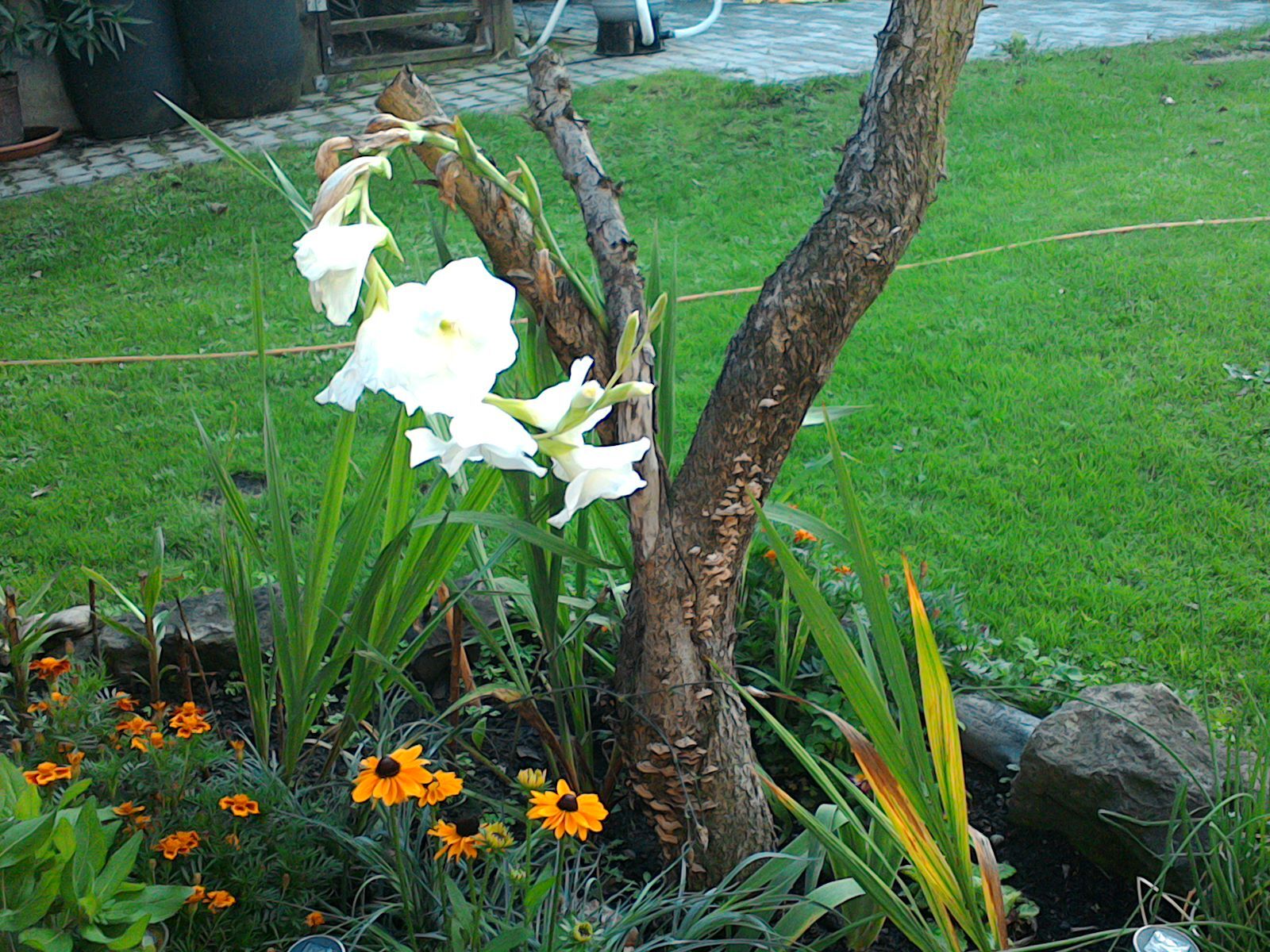 ASUS MeMO Pad 7 ME176CX