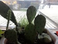 ASUS MeMO Pad 8 (ME581C)